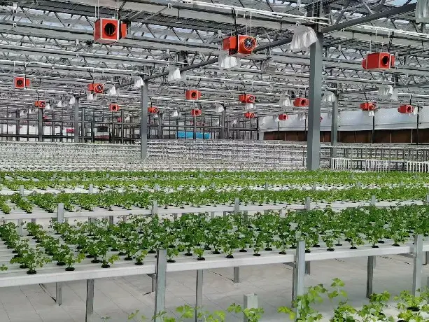 Venlo Greenhouse Structure QINGDAO - - Jianda Greenhouse 5