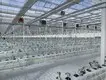 Best Greenhouse for Tomatoes Available - - Jianda Greenhouse-1 5