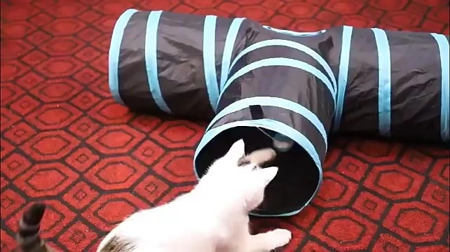 Love's Cabin Pet Cat Tunnel Tube Toy - Tunnel intérieur Peek Hole Kitty avec balle (bleu) -xinchen 1