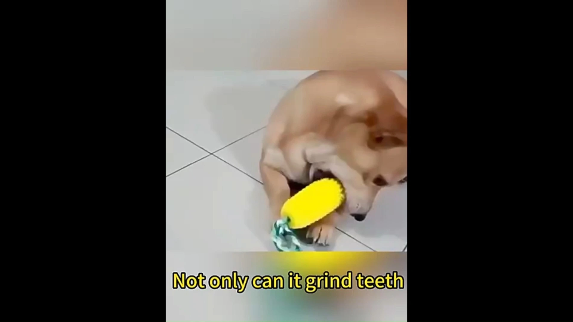 Jouets grinçants pour chiens Jouets grinçants durables pour chiens Jouets à mâcher et à grincer pour animaux de compagnie Résoudre l'agression du chien-Xinchen 1