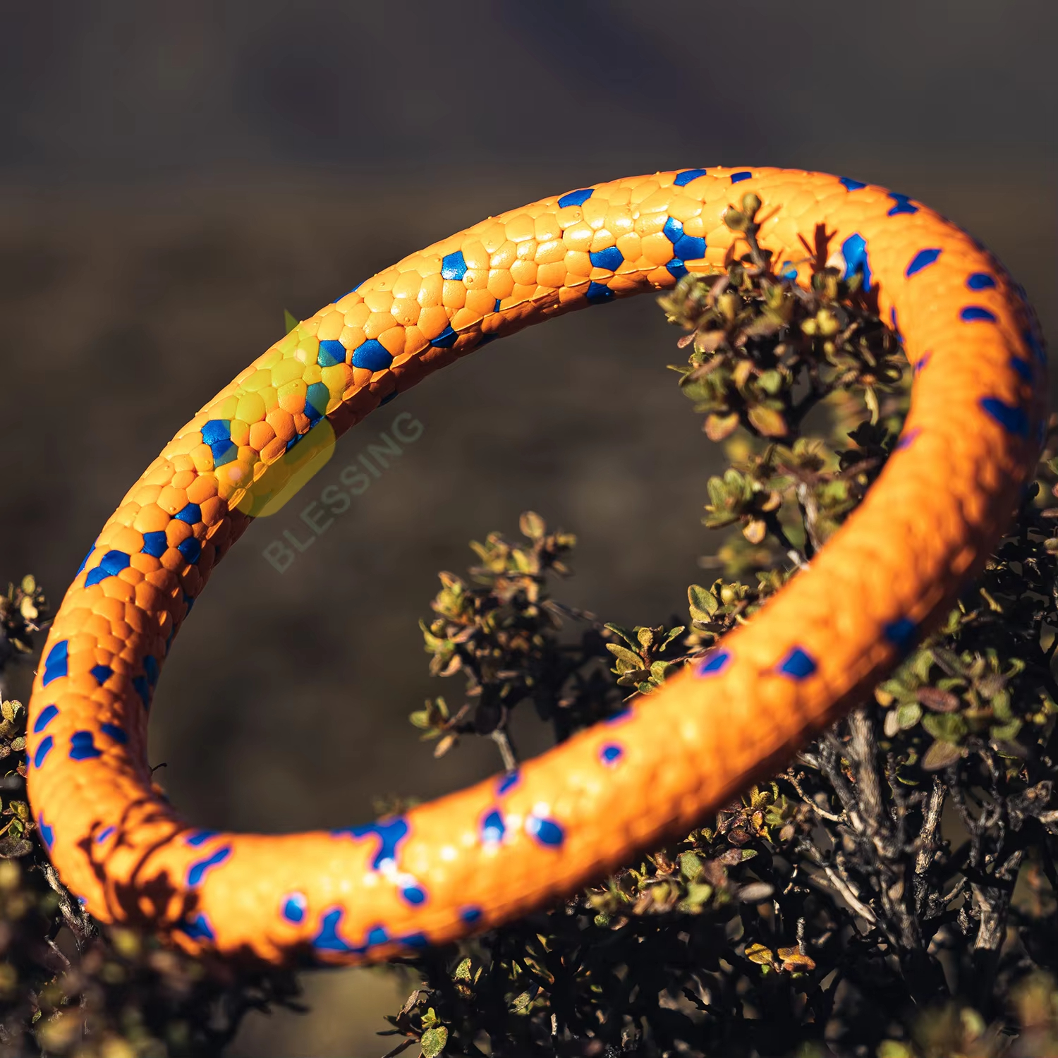 OEM E-tpu Pet Chew Toy Bite Ring Customized Flexible High Elastic Chew Toy For Dogs Bite Resistance Dog Ball Toy Ring 1
