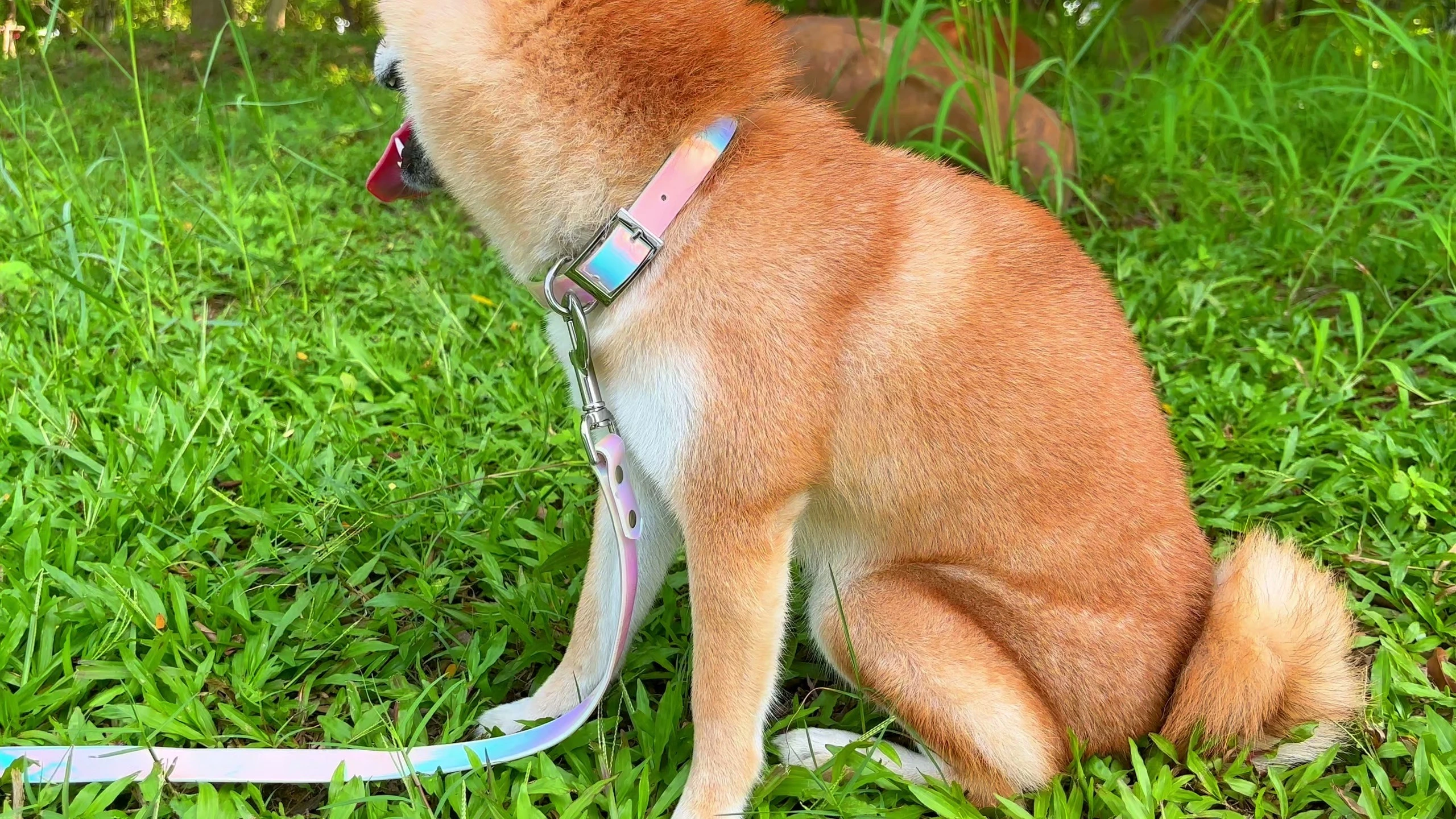 PAIRUIPETS – costume en plomb en PVC coloré dégradé, ensemble collier et laisses pour animaux de compagnie avec poignée confortable 1