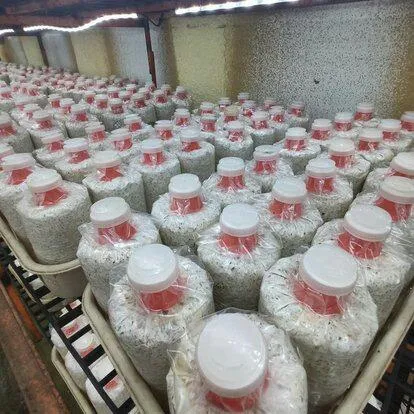 Mushroom Cultivation Equipment PP Wholesale - JOCONN 8