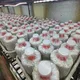 Mushroom Cultivation Equipment PP Wholesale - JOCONN 8