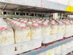 Mushroom Cultivation Equipment PP Wholesale - JOCONN 10
