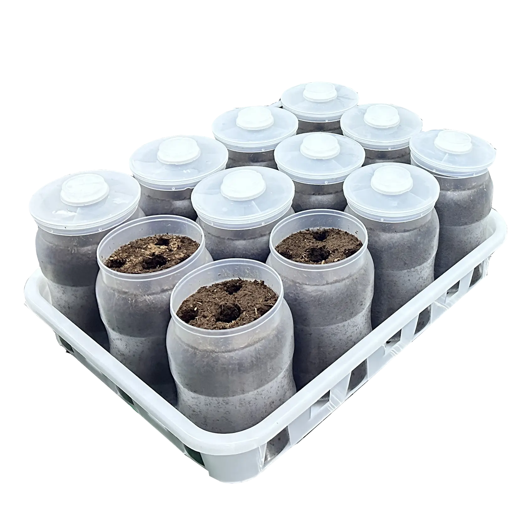 Mushroom Growing Kit 1000 by JOCONN 2