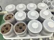 Mushroom Growing Kit 1000 by JOCONN 3