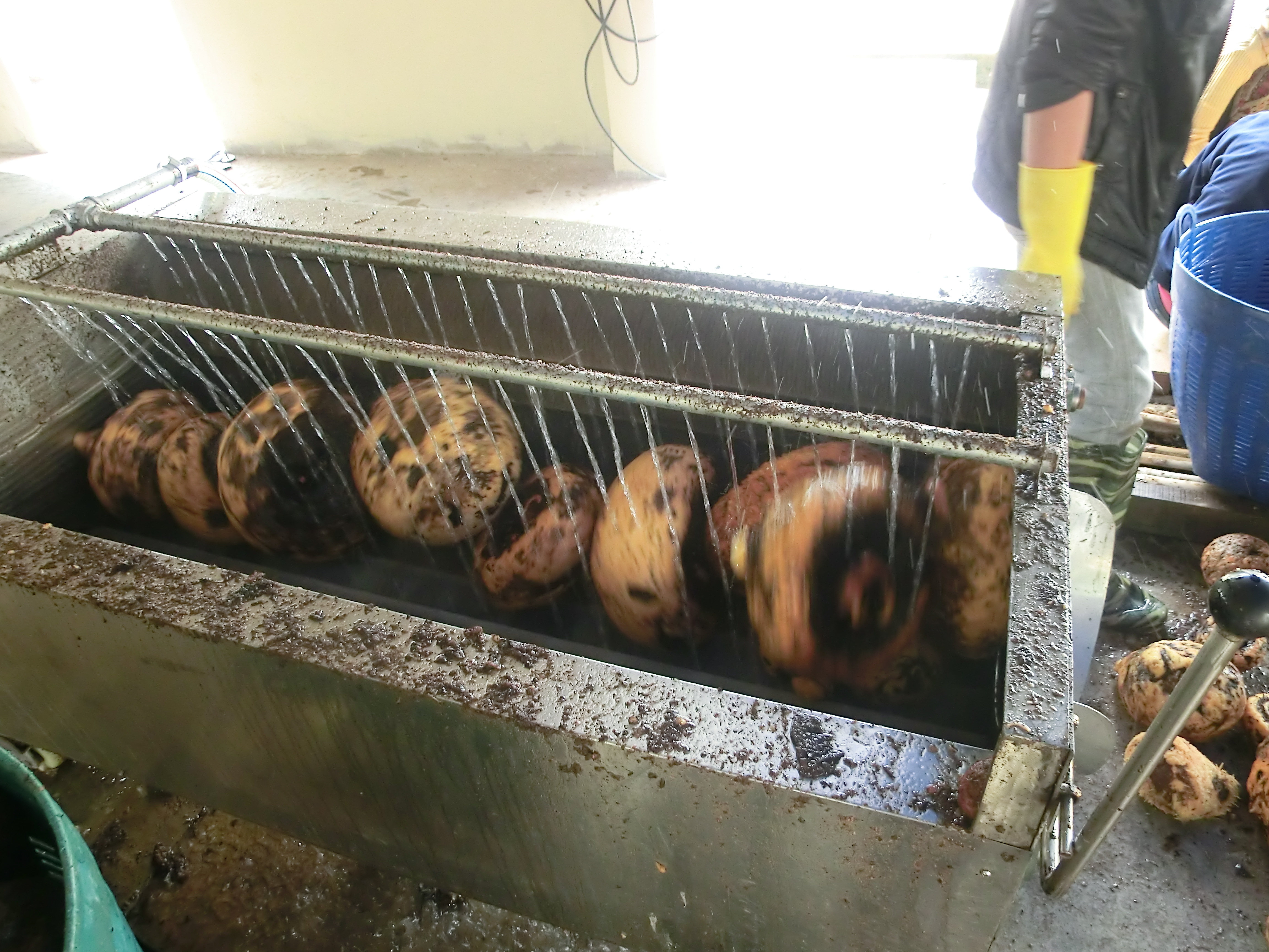 Fruit Dehydrator Machine Manufacturing 2