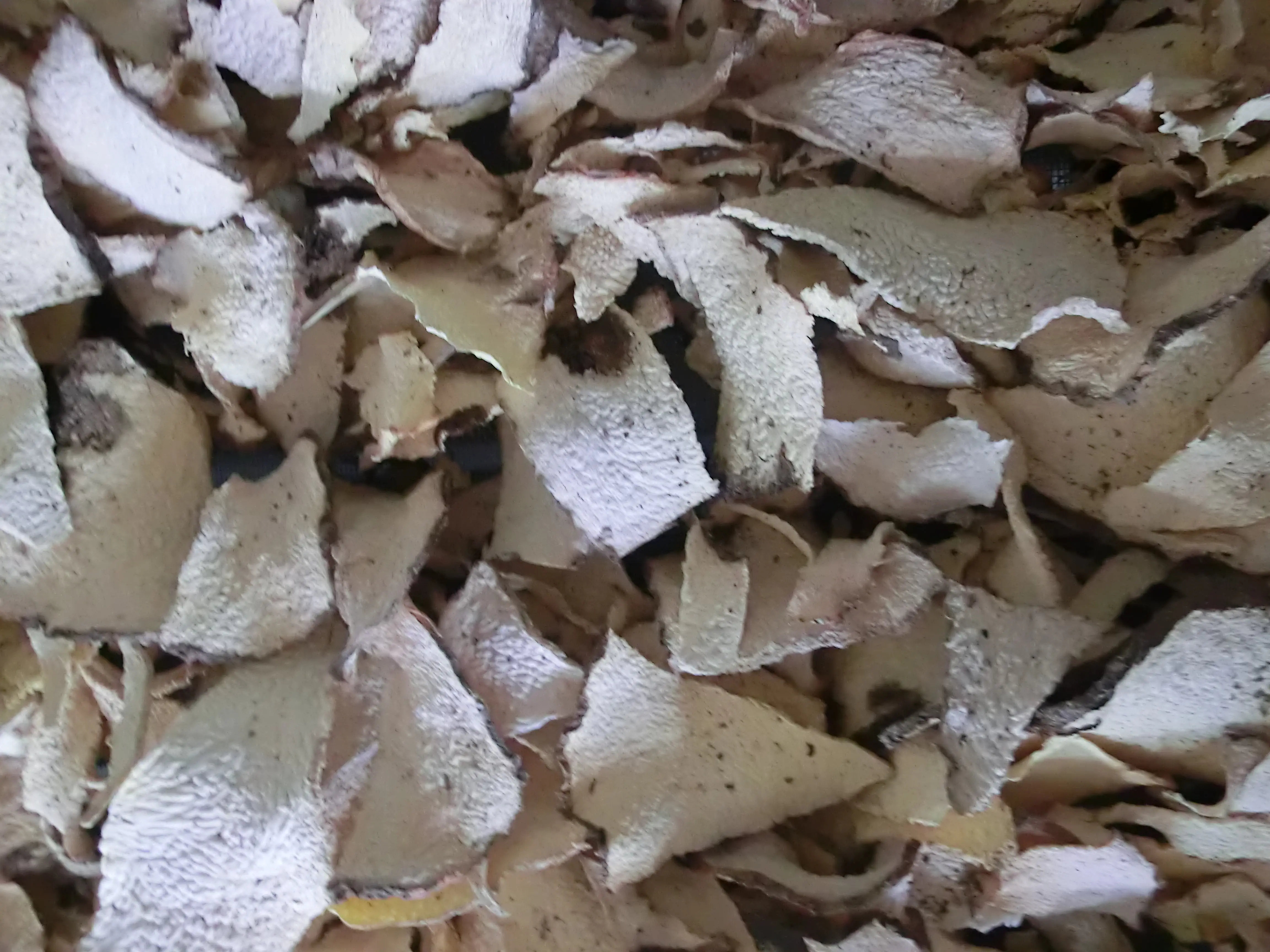 Industrial Fruit Dehydrator Machine by ShouChuang 3