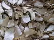 Industrial Fruit Dehydrator Machine by ShouChuang 3