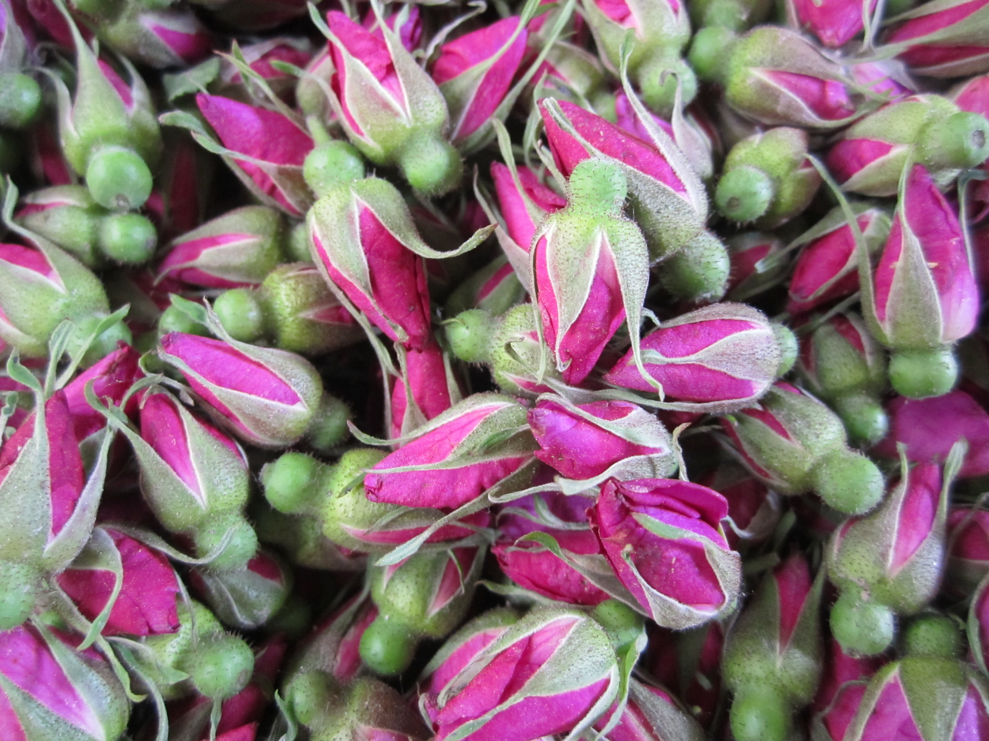 Secador de cinto de malha contínuo 10tpd para extração de óleo de flor e pó de rosa 1