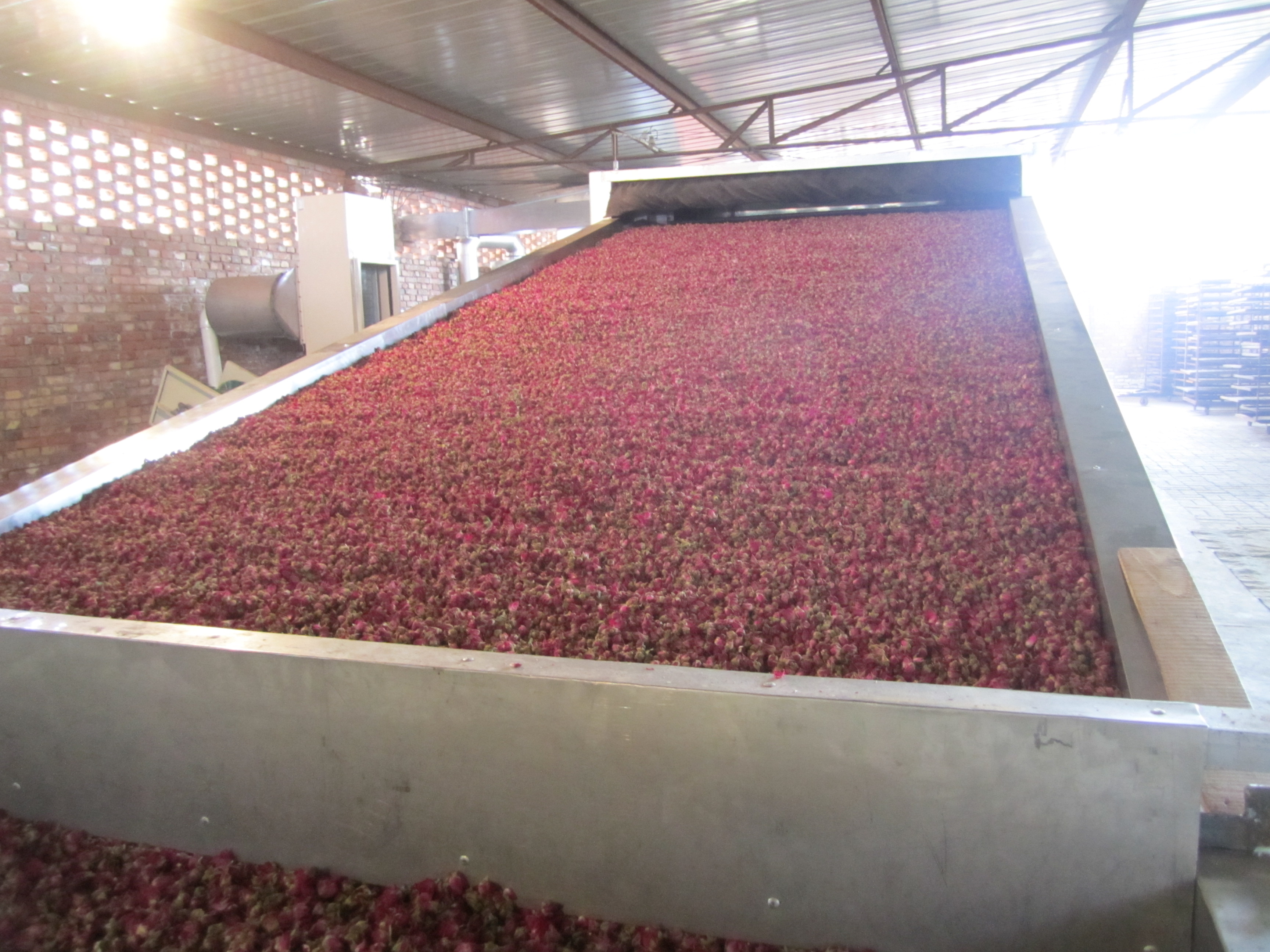 Secador de cinto de malha contínuo 10tpd para extração de óleo de flor e pó de rosa 2