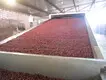 Mesh Belt Dryer - - ShouChuang 2