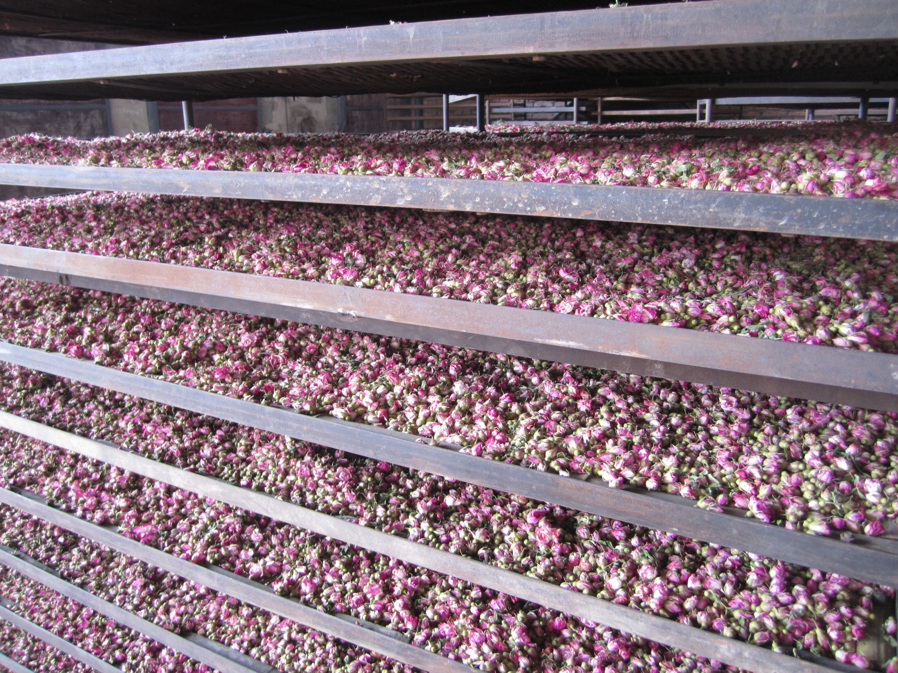 Secador de cinto de malha contínuo 10tpd para extração de óleo de flor e pó de rosa 3