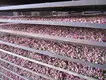 Mesh Belt Dryer - - ShouChuang 3