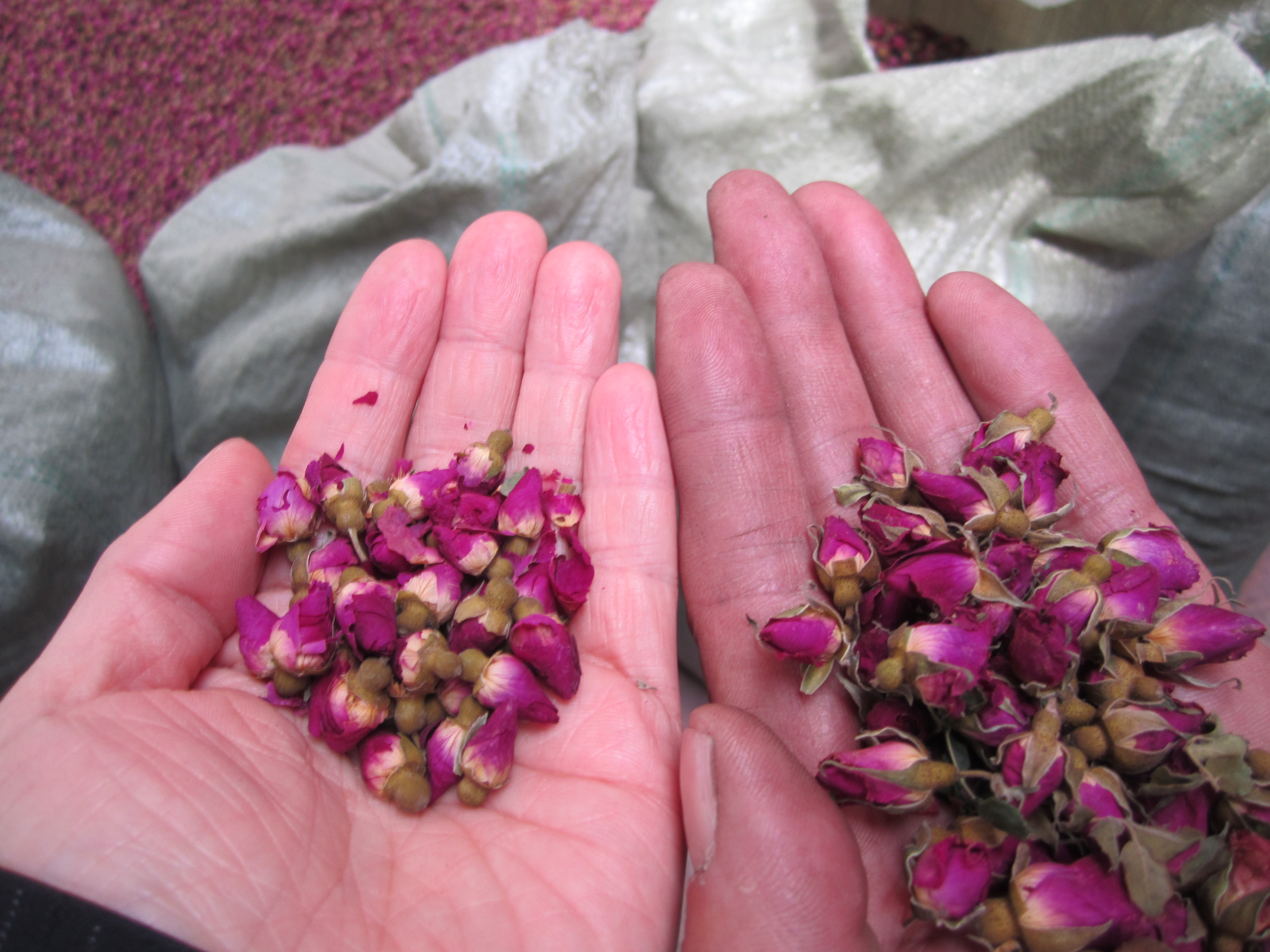 Secador de cinto de malha contínuo 10tpd para extração de óleo de flor e pó de rosa 4