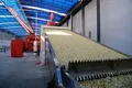 Grapes Dryer Machine by ShouChuang 4