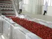 Vegetable Dryer Machine - - ShouChuang 4