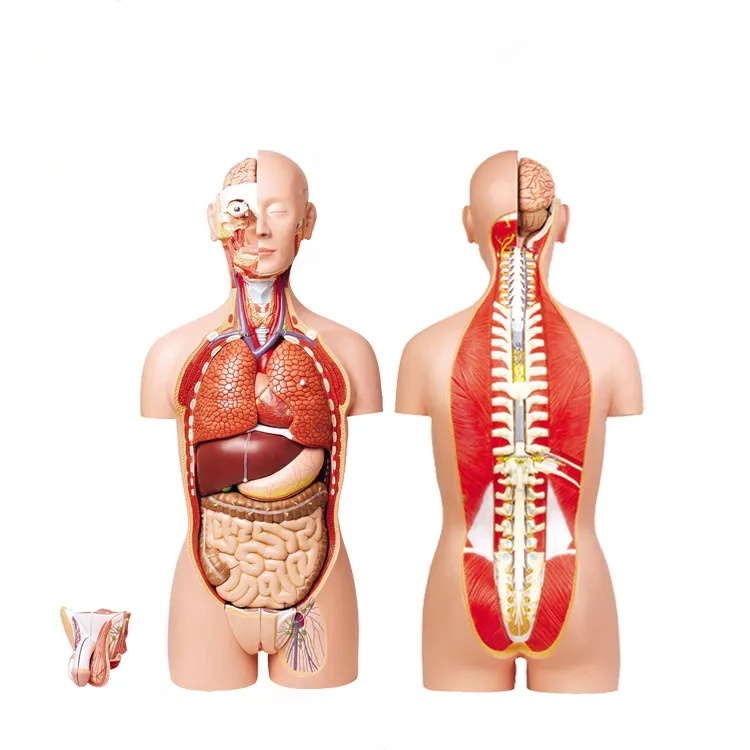 Custom Adult Teeth Model 4