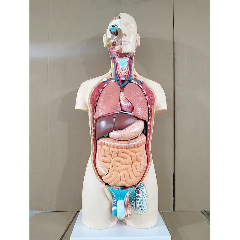 Custom Adult Teeth Model 5