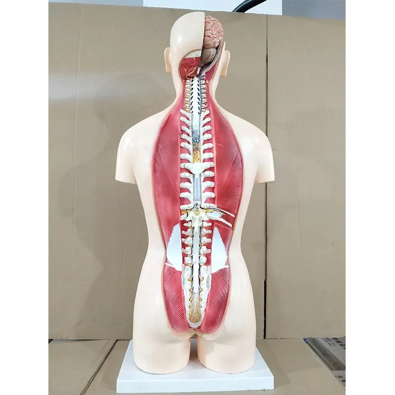 Custom Adult Teeth Model 6