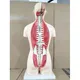 Custom Adult Teeth Model 6