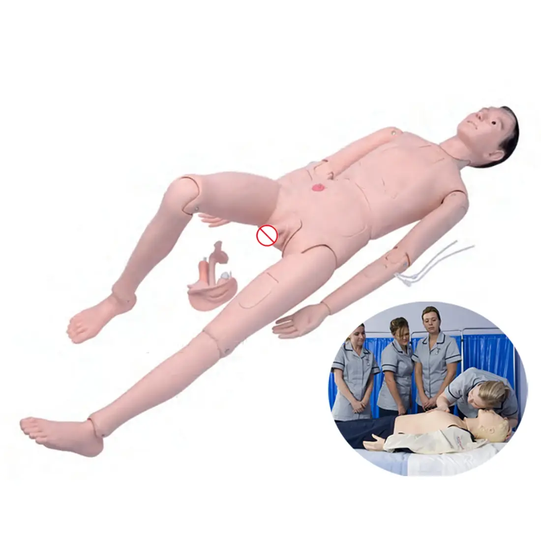 High Efficientmedical 3d Models Teaching Model 10kgs 4