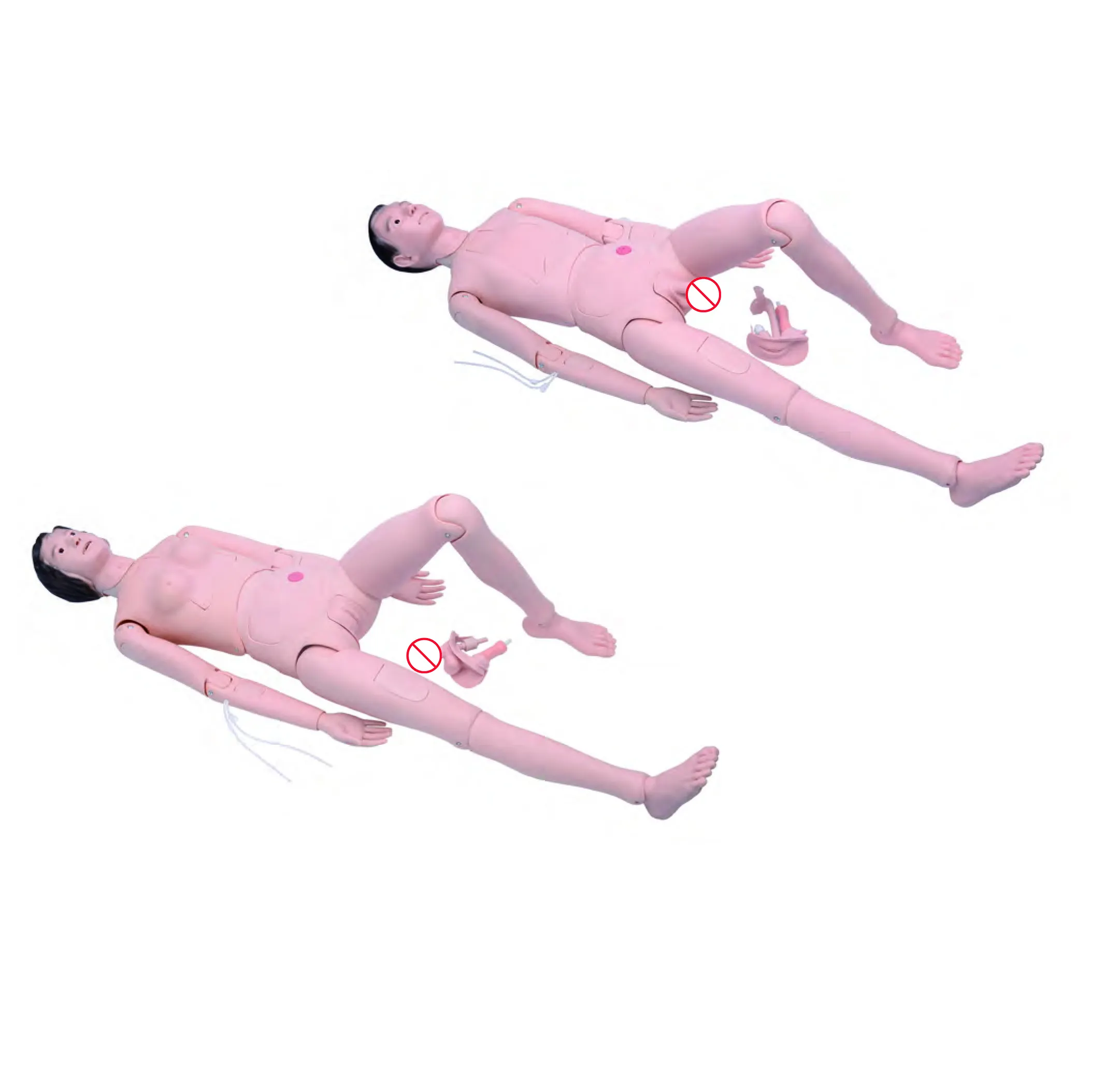 High Efficientmedical 3d Models Teaching Model 10kgs 6