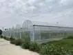 Greenhouses for Sale 1500 Square Meter - - Jianda Greenhouse 4