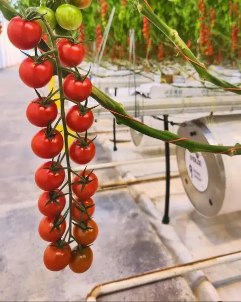 Greenhouse Hydroponic System L/C - - Jianda Greenhouse 4