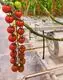 Greenhouse Hydroponic System L/C - - Jianda Greenhouse 4