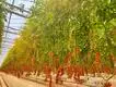 Greenhouse Hydroponic System L/C - - Jianda Greenhouse 5