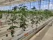 Greenhouse Hydroponic System L/C - - Jianda Greenhouse 6