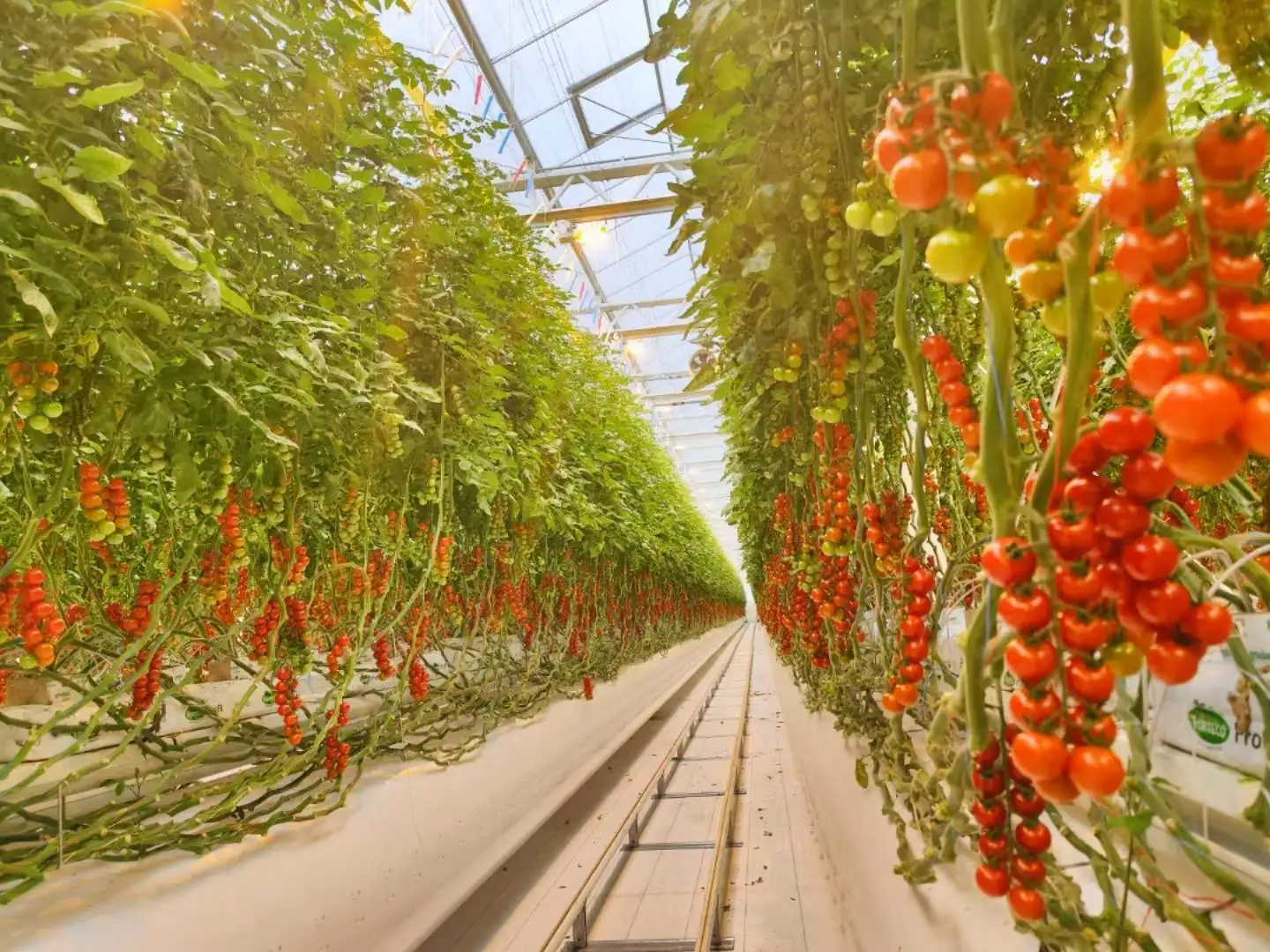 Greenhouse Hydroponic System L/C - - Jianda Greenhouse 2