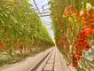 Greenhouse Hydroponic System L/C - - Jianda Greenhouse 2