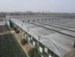 Greenhouses for Sale 1500 Square Meter - - Jianda Greenhouse 6