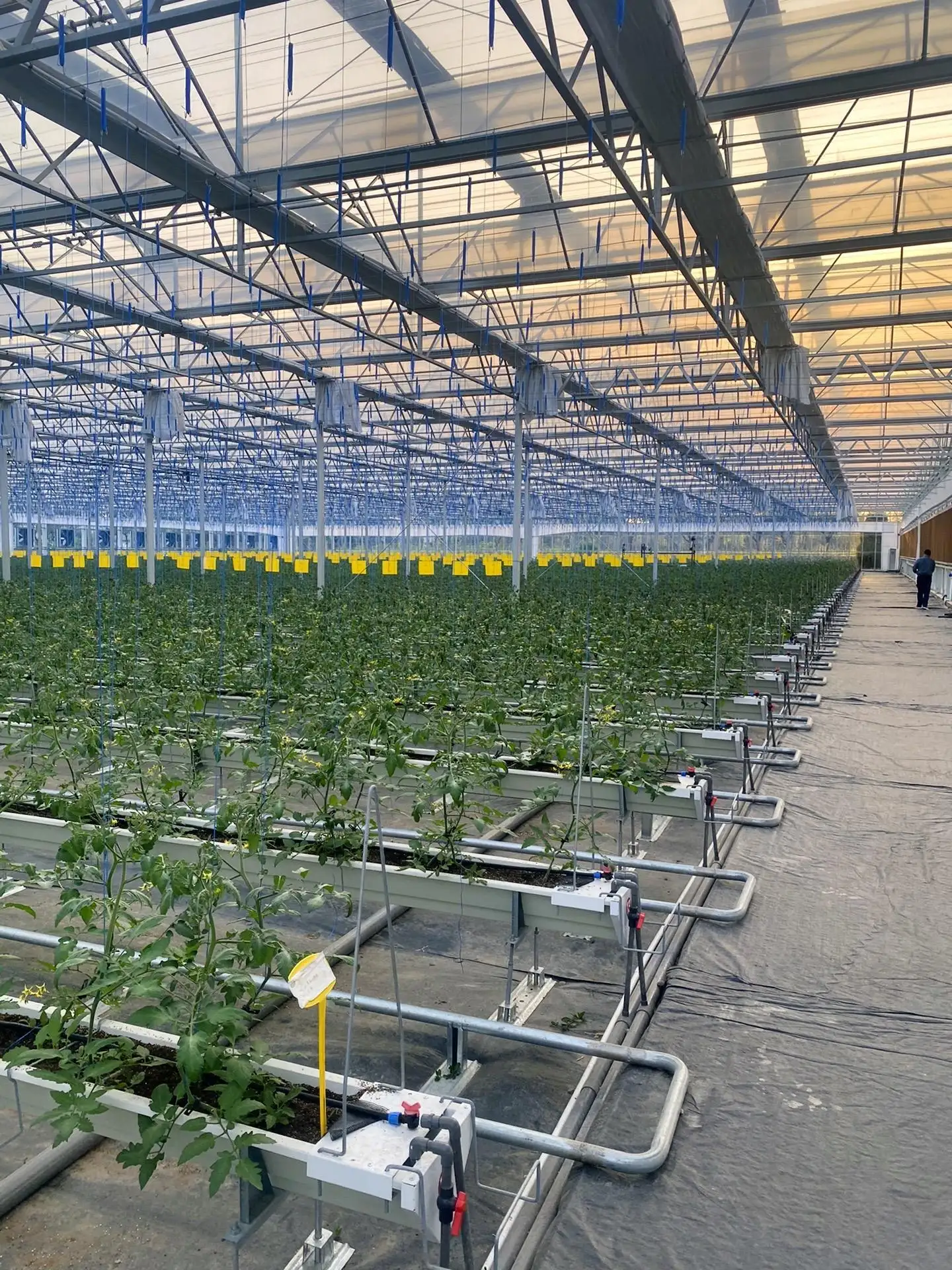 Best Greenhouse for Growing Vegetables 1500 Square Meter - - Jianda Greenhouse 3