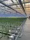 Best Greenhouse for Growing Vegetables 1500 Square Meter - - Jianda Greenhouse 3