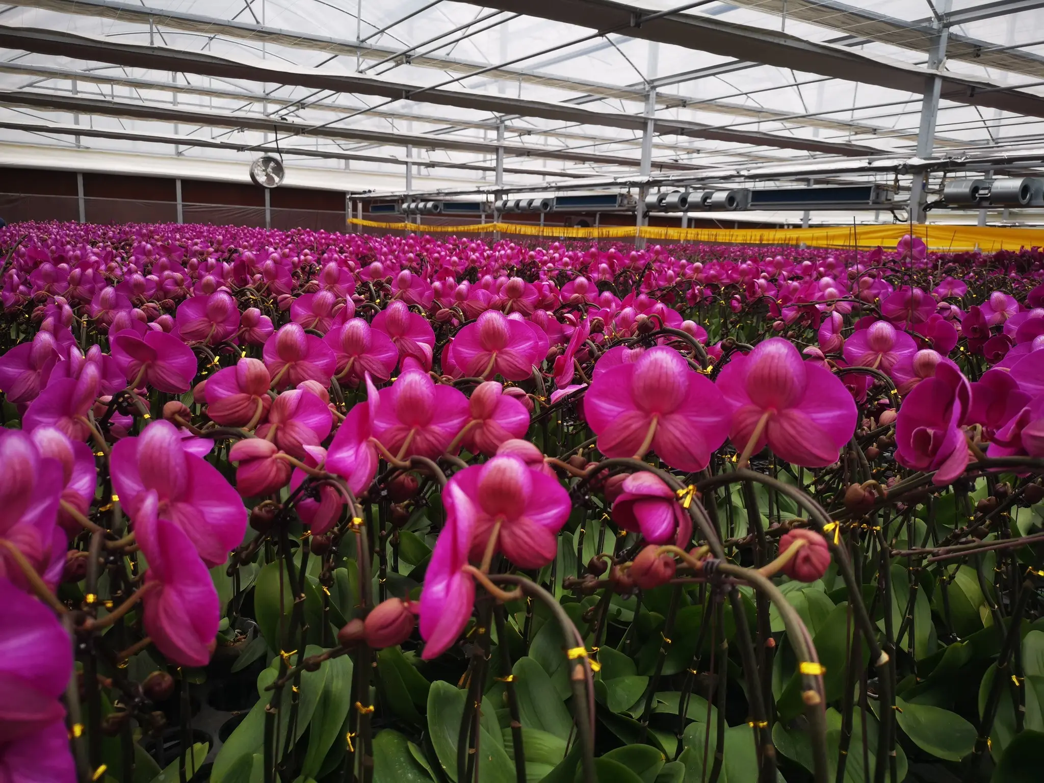 Custom Greenhouses T/T - - Jianda Greenhouse 7