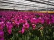 Custom Greenhouses T/T - - Jianda Greenhouse 7