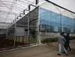 Custom Greenhouses T/T - - Jianda Greenhouse 6