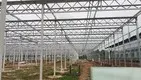 Best Tomato Greenhouse Negotiate by Jianda Greenhouse 1