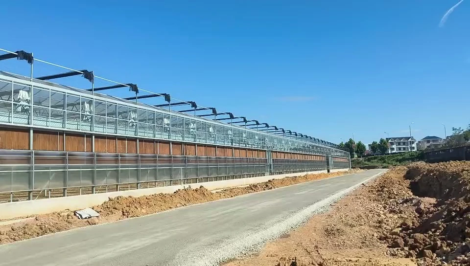 Invernadero inteligente de vidrio venlo, techo de 12m de alcance, ventajas de invernadero agrícola de varios tramos para plantar vegetales 1