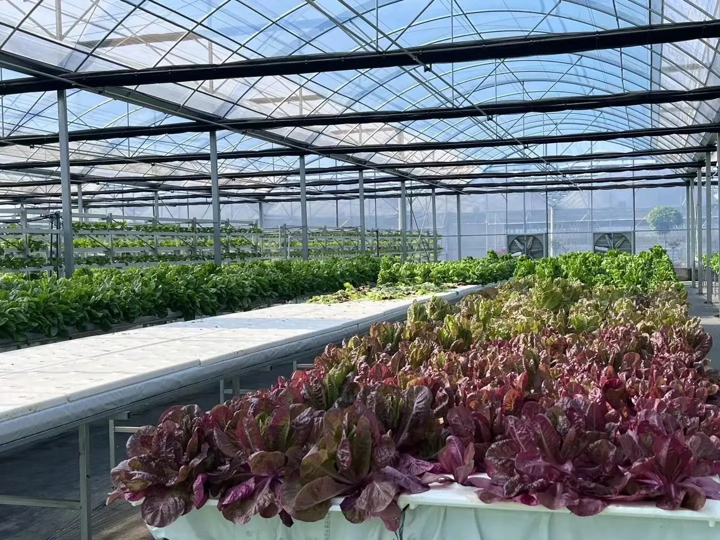 Best Greenhouse for Growing Vegetables 1500 Square Meter - - Jianda Greenhouse 5