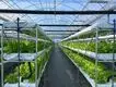 Best Greenhouse for Growing Vegetables 1500 Square Meter - - Jianda Greenhouse 6