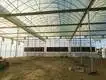 Greenhouse for Tropical Plants Negotiate by Jianda Greenhouse 4