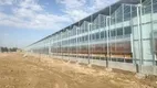 Tomato Greenhouse for Sale QINGDAO by Jianda Greenhouse 4