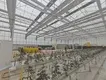 Best Tomato Greenhouse Negotiate by Jianda Greenhouse 7