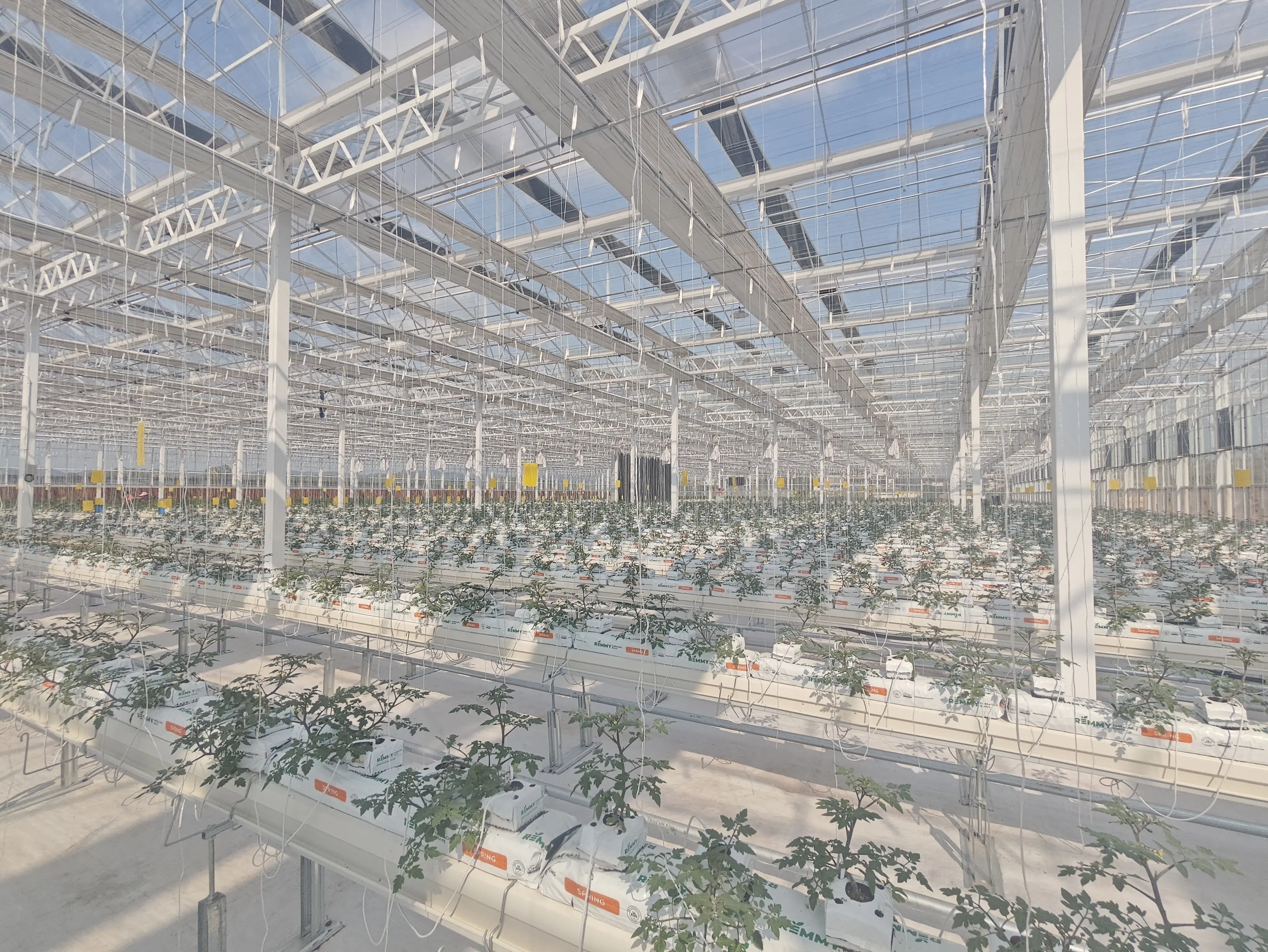 Best Tomato Greenhouse Negotiate by Jianda Greenhouse 6