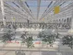 Venlo Greenhouse Structure JIANDA - - Jianda Greenhouse 6